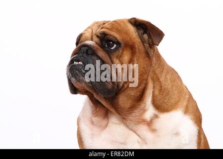 English Bulldog Portrait Stock Photo
