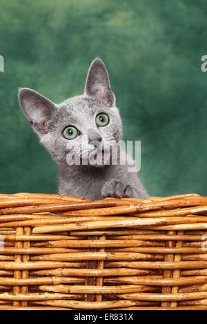 young Russian blue Stock Photo