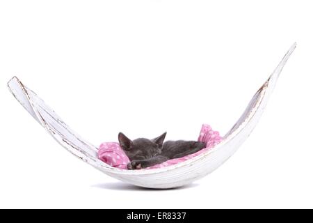 Russian blue kitten Stock Photo