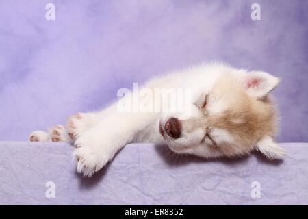 Siberian Husky Puppy Stock Photo