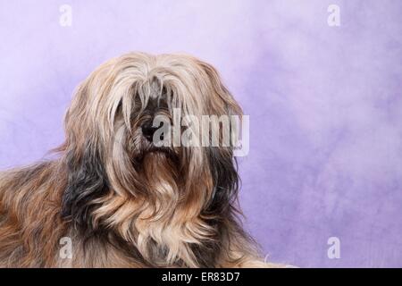 Tibetan Terrier Portrait Stock Photo