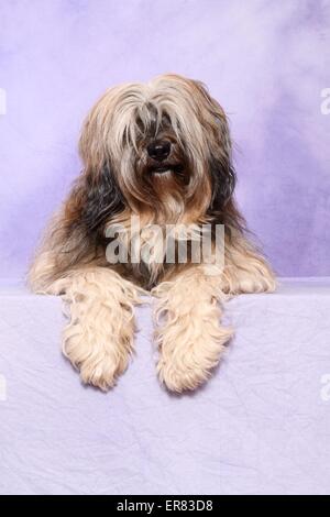 lying Tibetan Terrier Stock Photo
