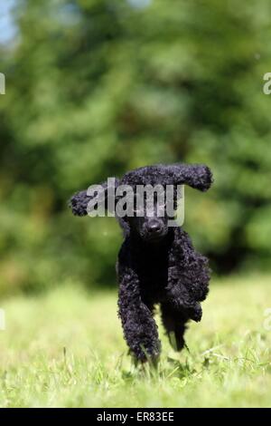 Miniature Poodle Puppy Stock Photo