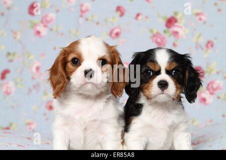 Cavalier King Charles Spaniel Puppies Stock Photo