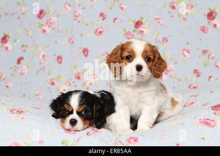 Cavalier King Charles Spaniel Puppies Stock Photo