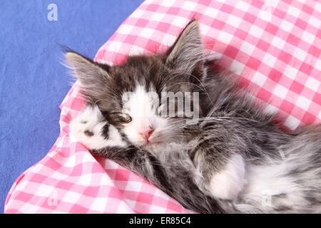 Norwegian Forestcat kitten Stock Photo