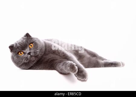 lying Scottish Fold Stock Photo