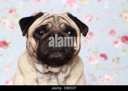 pug portrait Stock Photo