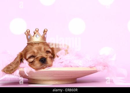Cavalier King Charles Spaniel puppy Stock Photo