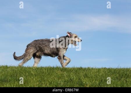 running Irish Wolfhound Stock Photo