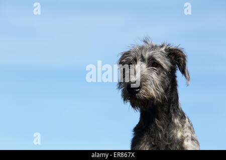 Irish Wolfhound portrait Stock Photo