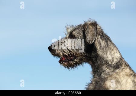 Irish Wolfhound portrait Stock Photo