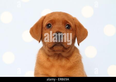 Labrador Retriever puppy Stock Photo