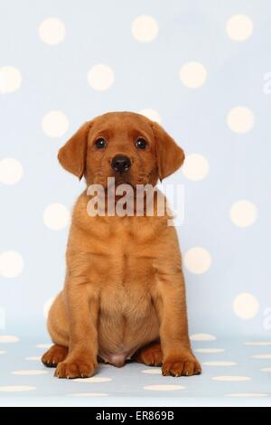 Labrador Retriever puppy Stock Photo