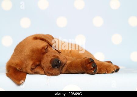 Labrador Retriever puppy Stock Photo