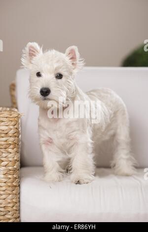 young West Highland White Terrier Stock Photo