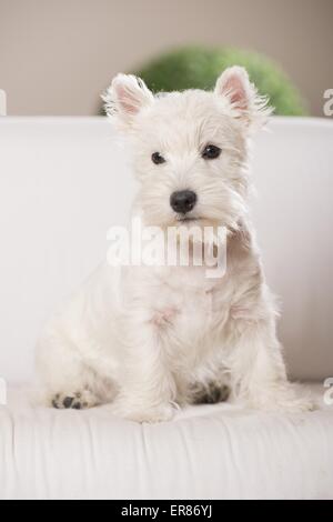 young West Highland White Terrier Stock Photo