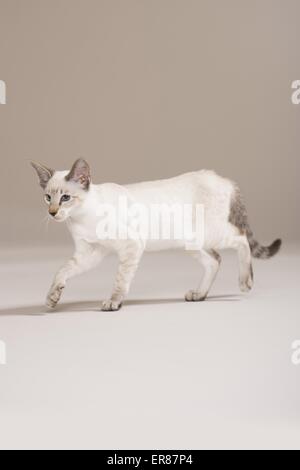 Siamese cat walking Stock Photo - Alamy