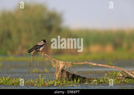 Hooded Crow perched on weed covered branch Stock Photo