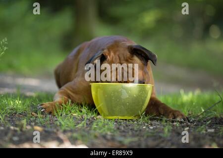 drinking German Boxer Stock Photo