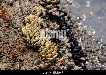 Common stalked barnacle (Pollicipes mitella) at a rock in a seaside