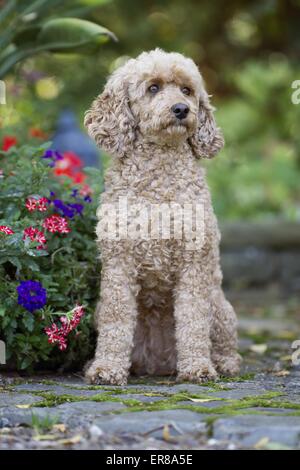 Standard poodle (Canis lupus familiaris) lying in field Stock Photo - Alamy
