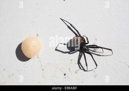 Directly above shot of redback Spider with cocoon on surface Stock Photo