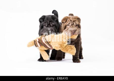 2 Shar Pei Puppies Stock Photo