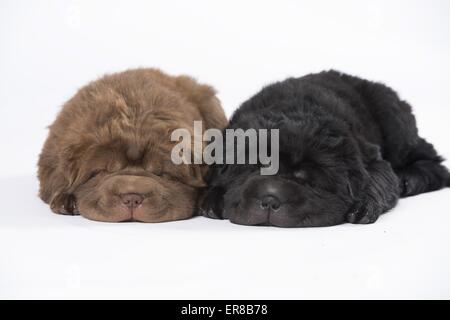 2 Shar Pei Puppies Stock Photo