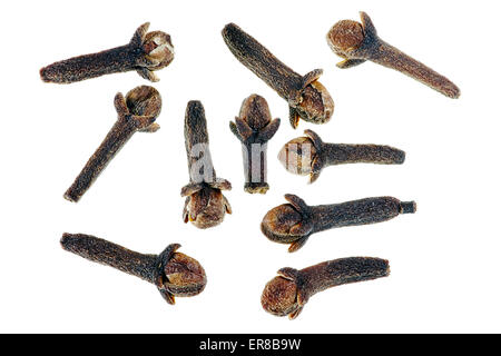 Dried Cloves. Scientific name: Syzygium aromaticum. Stock Photo