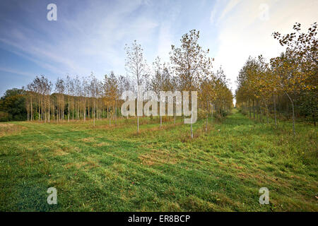 poplar trees growing on Farmland In Kelvedon Essex, UK Stock Photo