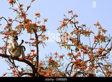 monkey eats his food with a view Stock Photo