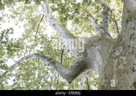 Platane (Platanus acerifolia), Rinde, Geschwür, Landschaftsgarten, UNESCO Weltkulturerbe, Lednice, Kreis Breclav, Südmähren, Tsc Stock Photo