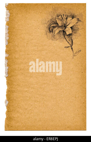 aged paper background with lily Stock Photo