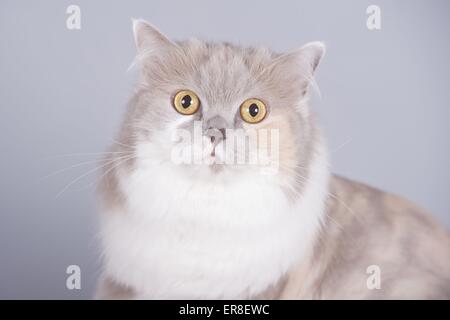 Studio Portrait of a Tricolour Domestic Cat Stock Photo - Alamy