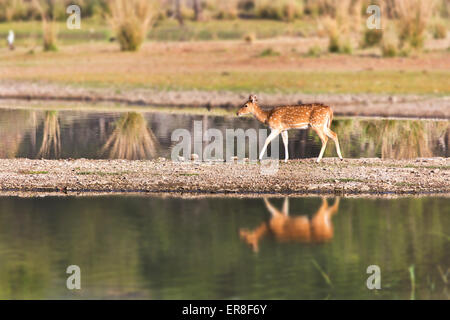 Spotted deer crossing the island creating a reflection  in the water Stock Photo
