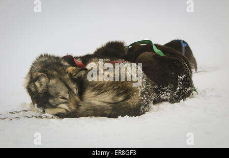 Sled dogs resting in the snow Stock Photo