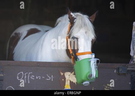 Horse with inhalator Stock Photo