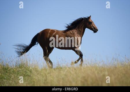 galloping Quarter Horse Stock Photo