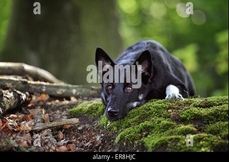 lying Lapp Reindeer dog Stock Photo