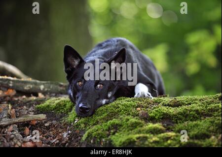 lying Lapponian Herder Stock Photo
