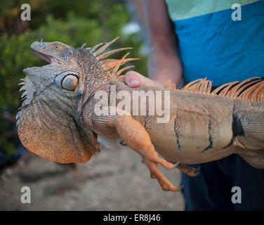 Midsection of man holding iguana outdoors Stock Photo