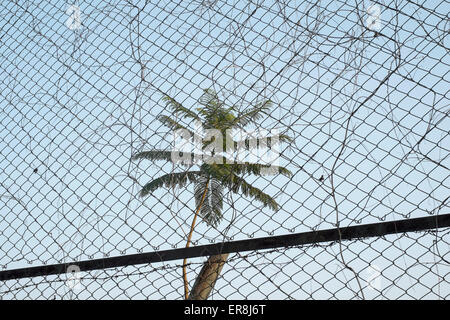 Low angle view of palm tree seen through chainlink fence against sky Stock Photo