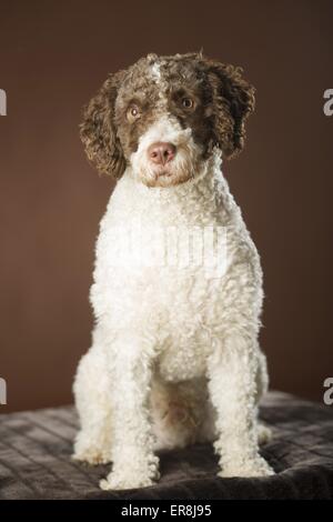 sitting Perro de Agua Espanol Stock Photo