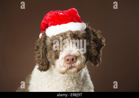 Perro de Agua Espanol with Santa Claus cap Stock Photo