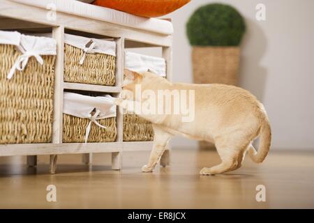 curiously Burmese Cat Stock Photo