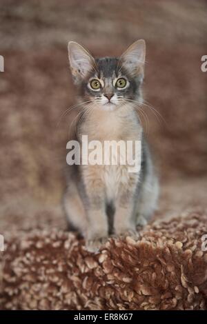 Somali, cat, 6 months Stock Photo - Alamy