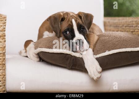 German Boxer Puppy Stock Photo