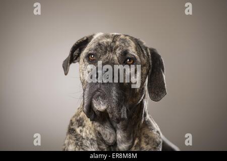 Cane Corso Portrait Stock Photo