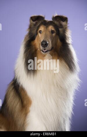 longhaired Collie portrait Stock Photo